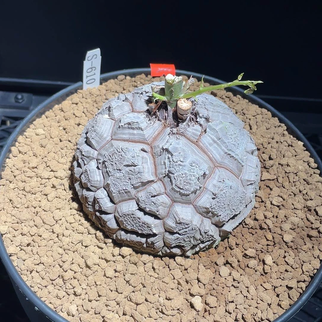 610号龟甲龙不退不换