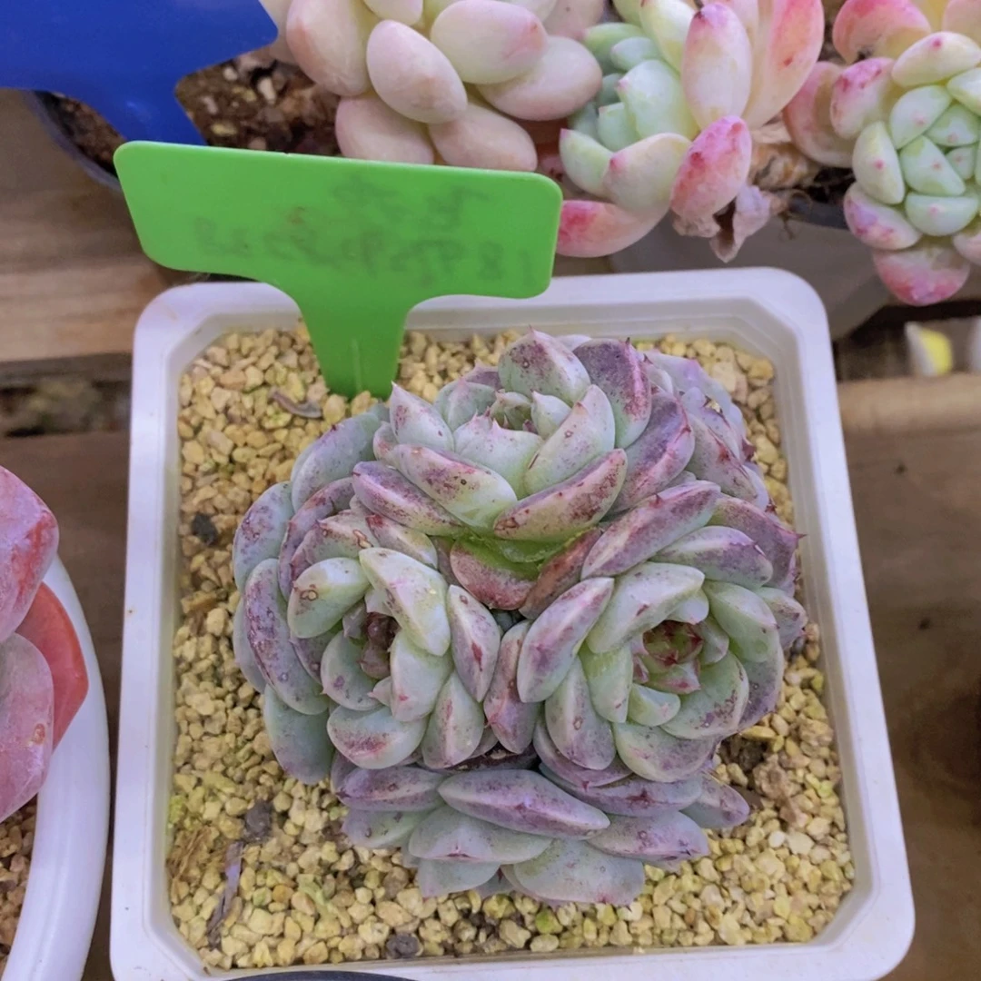 精品多肉，一物一拍，清