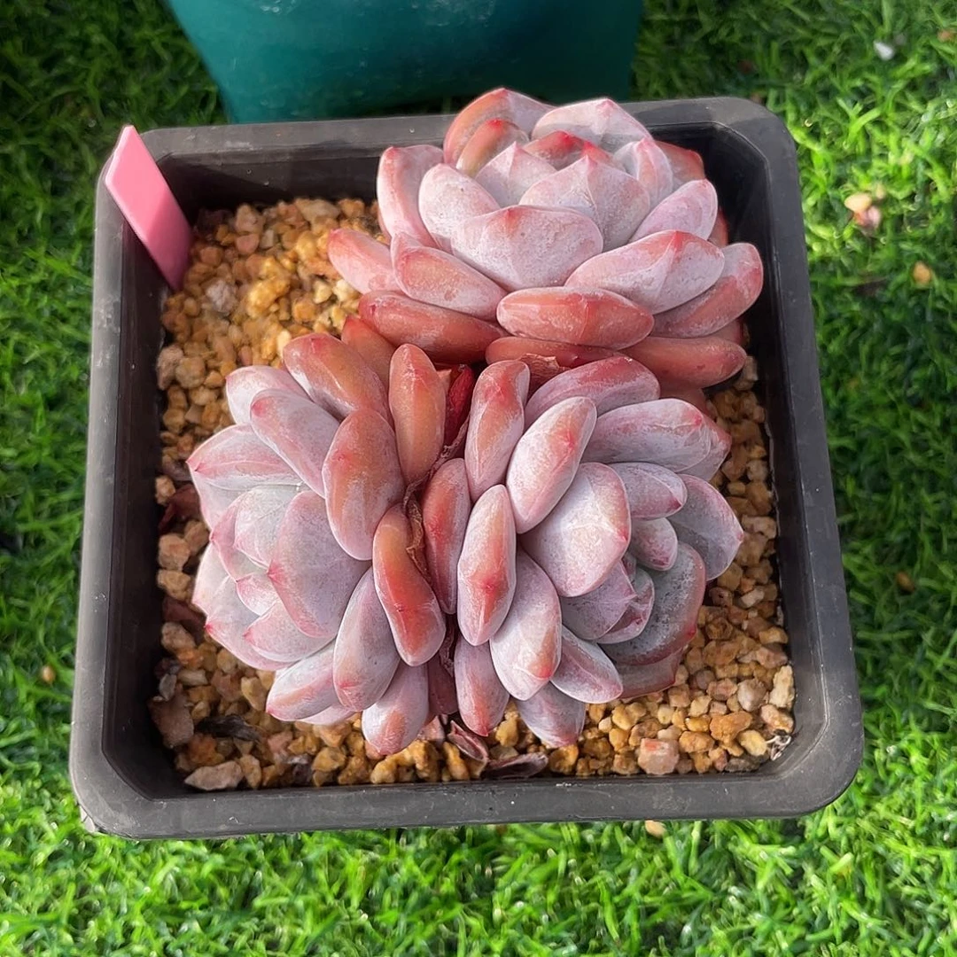 星影群生多肉植物一物一拍