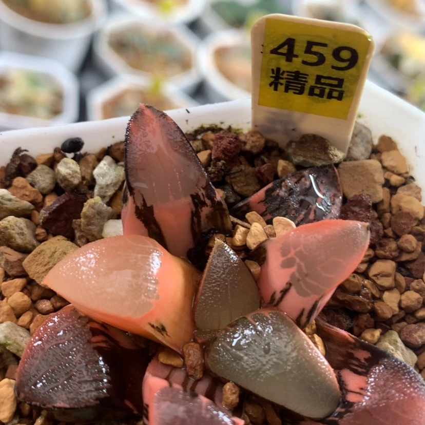 【闪购商品】459丘比特