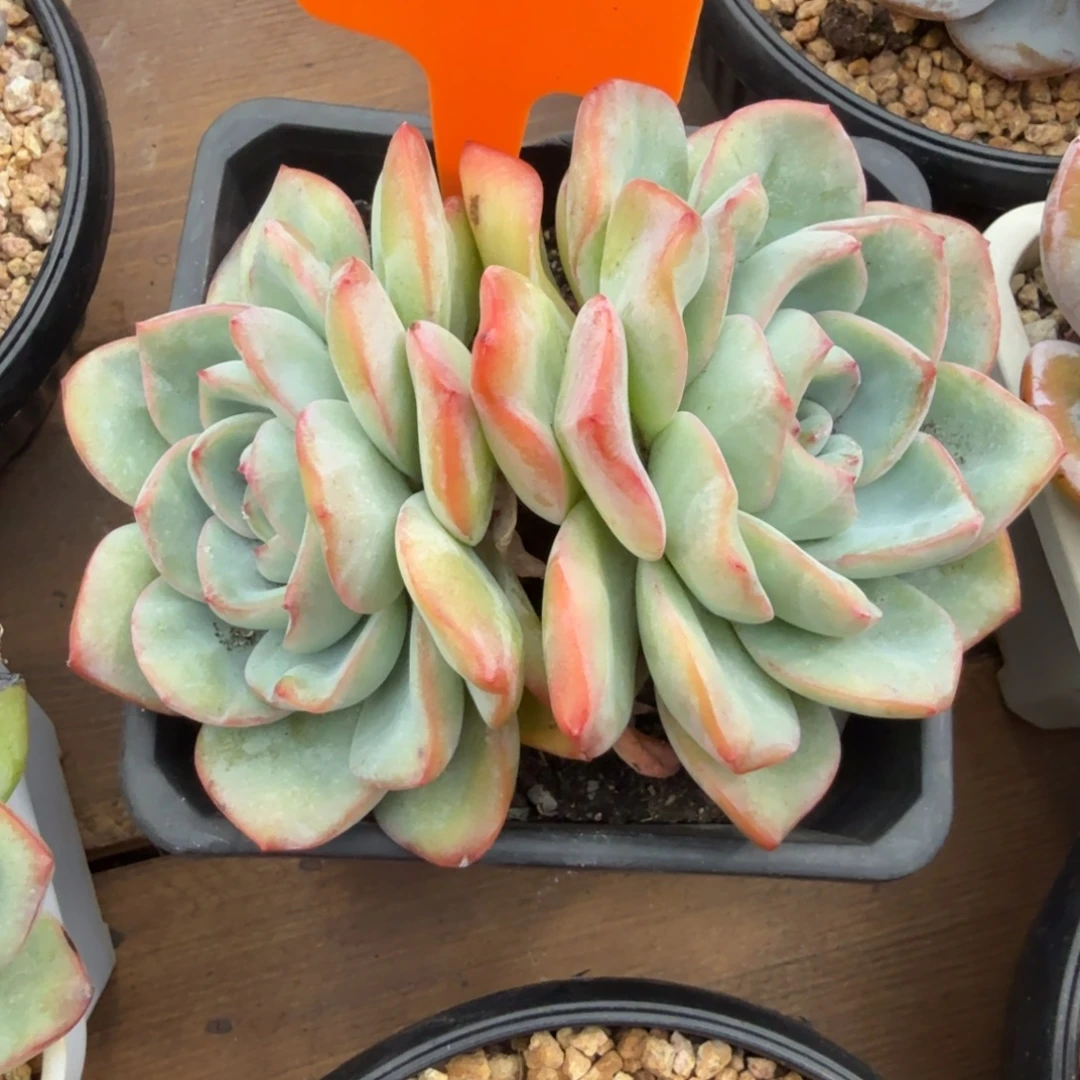 泡芙双头11111111111111