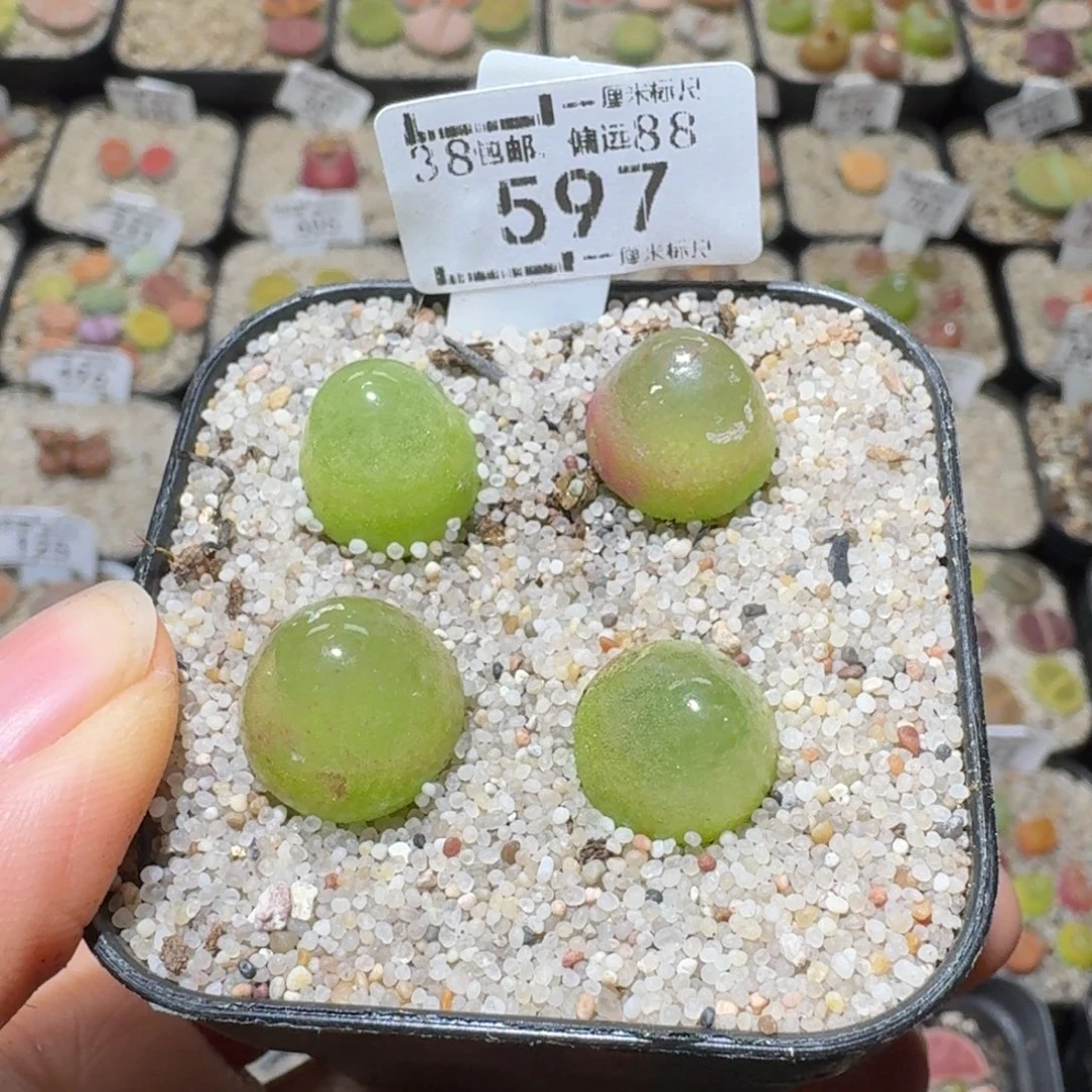 Sss精品清货价597