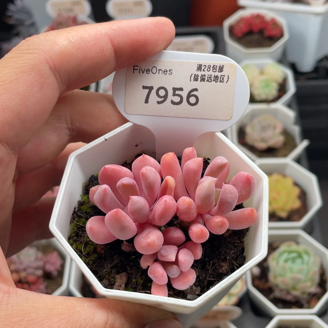 丘比特7956-5.5厘米