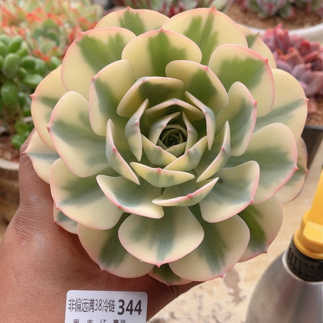 344雨蝶锦德华多肉