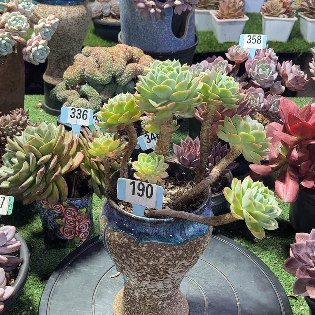 十***）哈蜜瓜多肉植物保护190