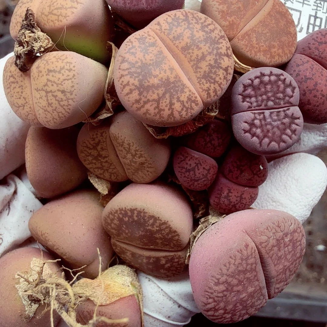 好了好呀不用给我们056