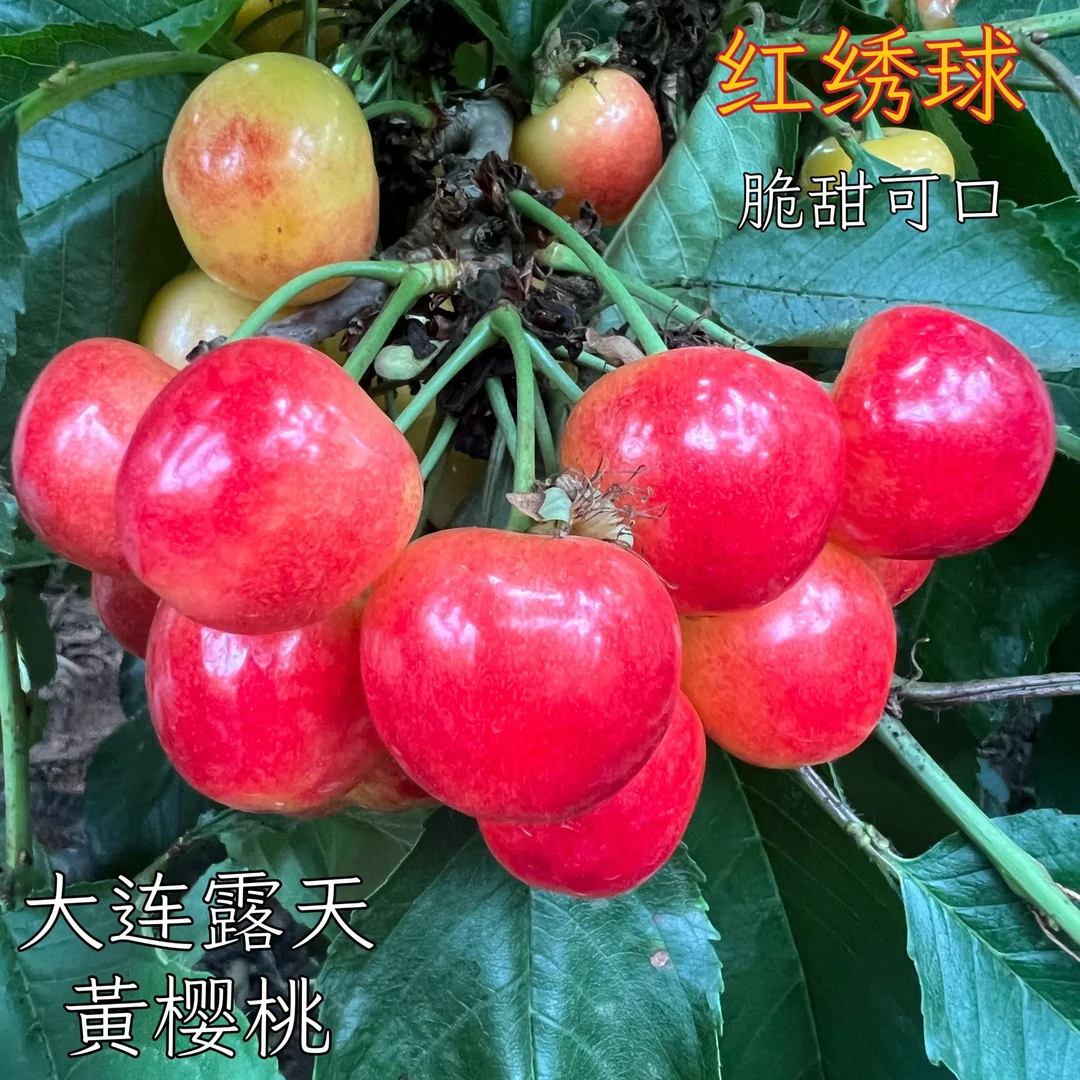大连红绣球黄樱桃自家果园顺丰空运包邮