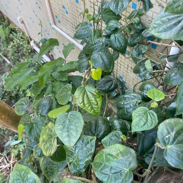 （送果包邮）海南新鲜独立真空包装现摘捞叶特色叶子冷链