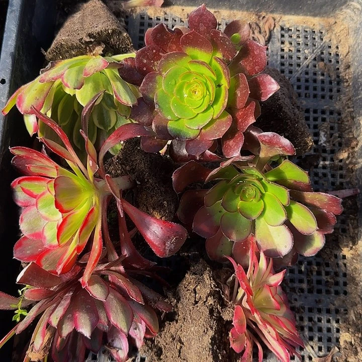 新人见面礼福利，6颗法师不同品种