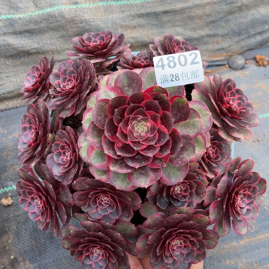 多肉植物4802倾城之恋