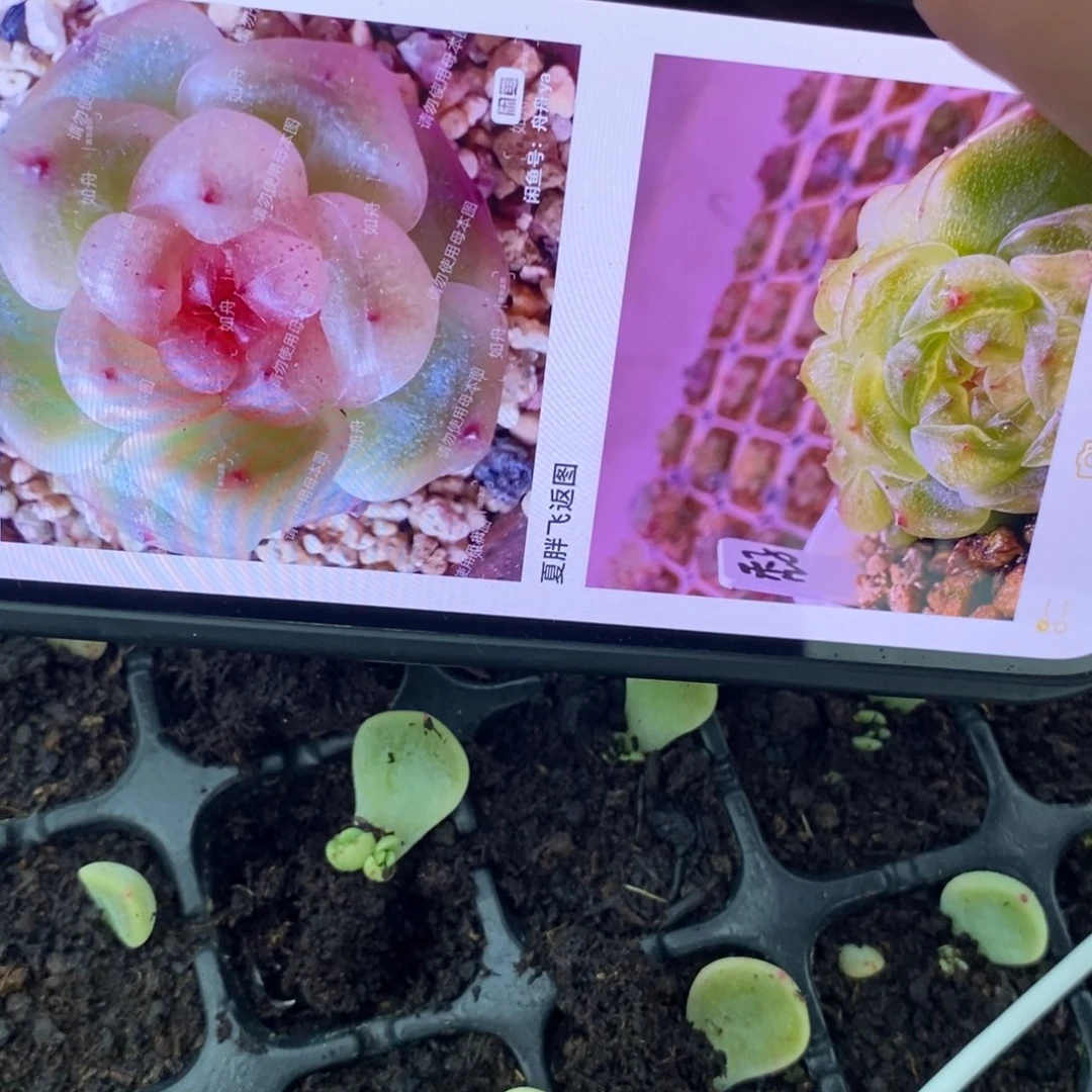 秃子甜心叶片带芽一个多肉