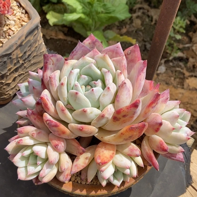 【闪购商品】北极熊