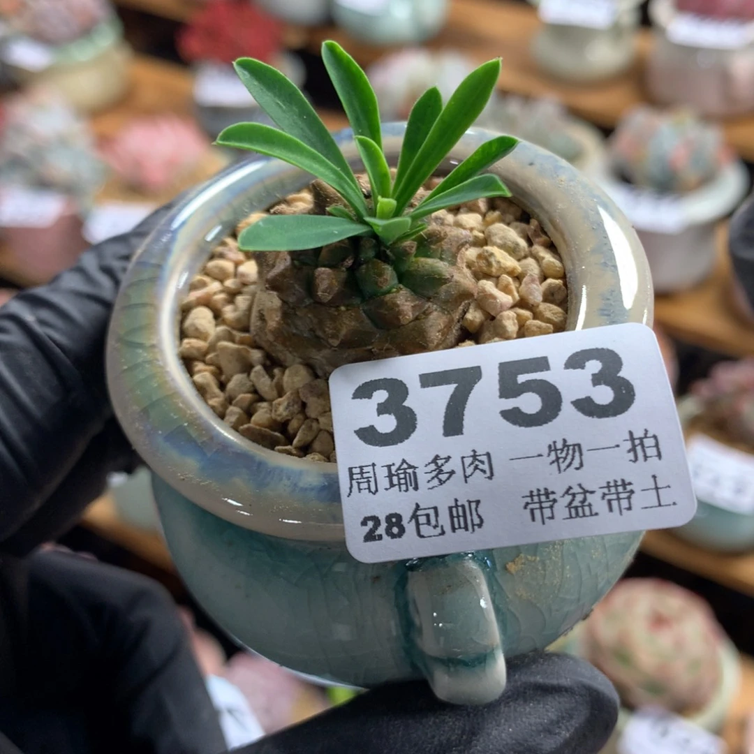 精控多肉植物3753