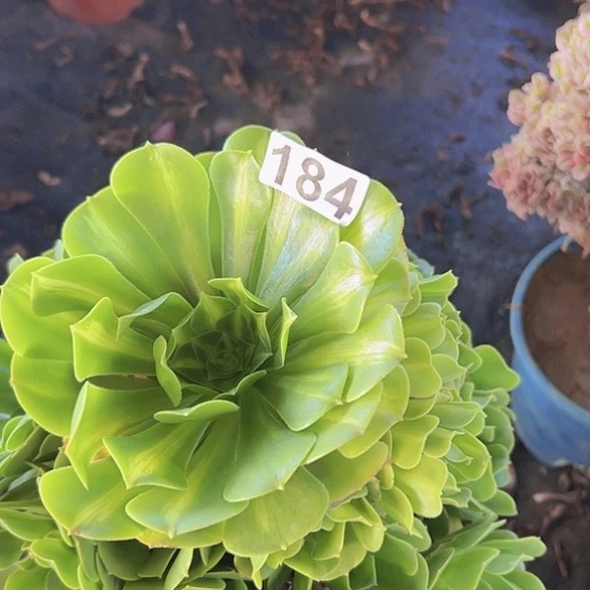 笑***云多肉植物一个琉璃