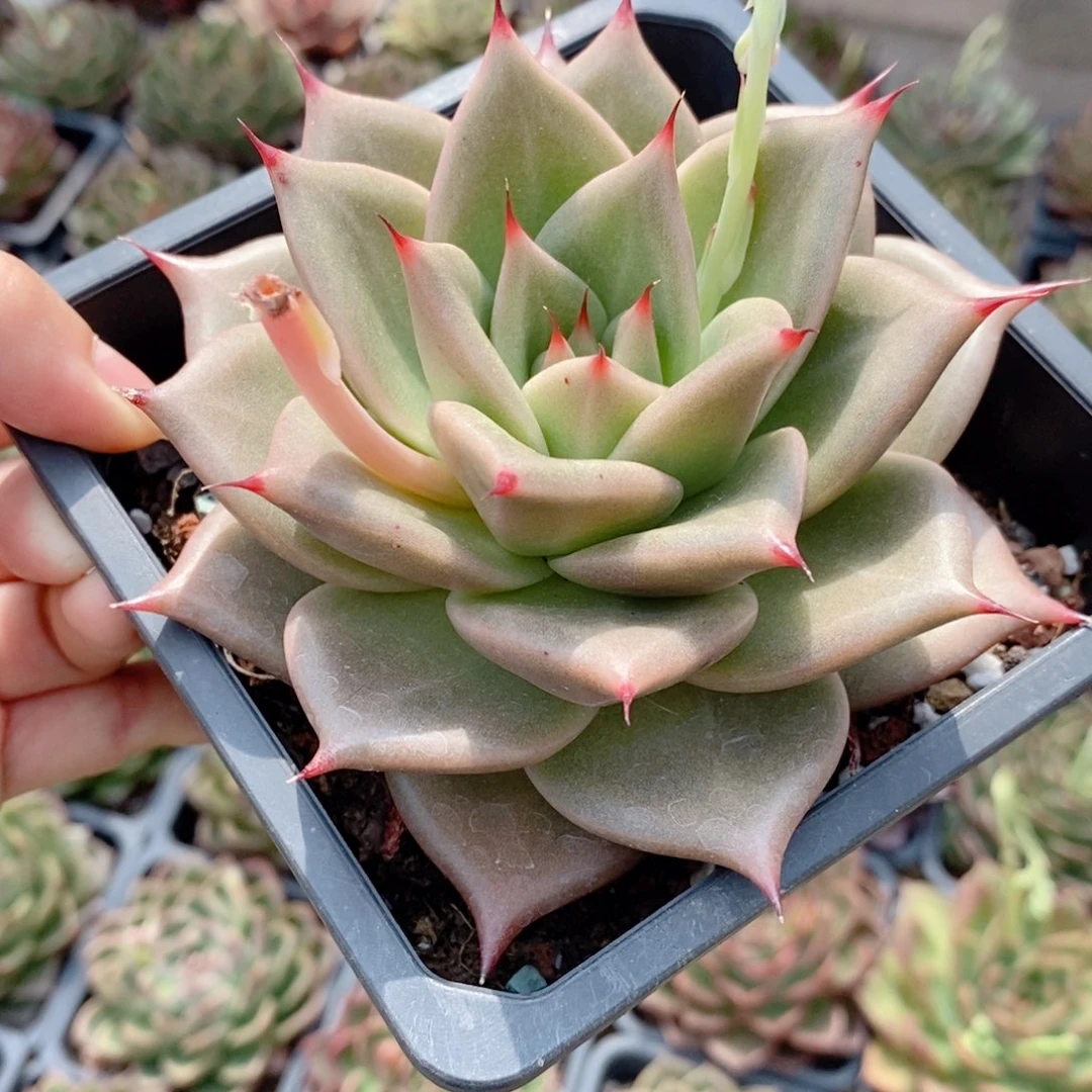 300 号东云系多肉植物