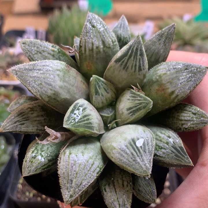 银叶之前寿一物一拍