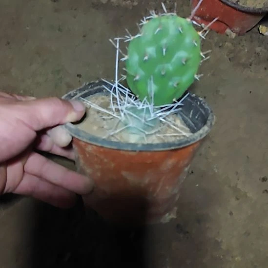 吉***米杰拉德硫磺仙人掌