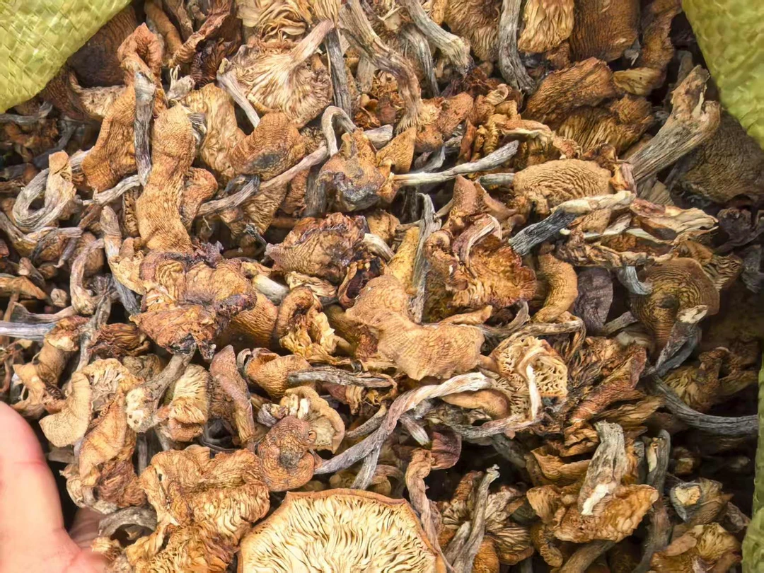 东北二茬野生榛蘑农户采摘自然光晾晒