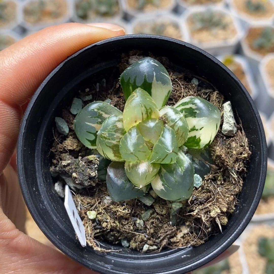 31水中月十二卷多肉