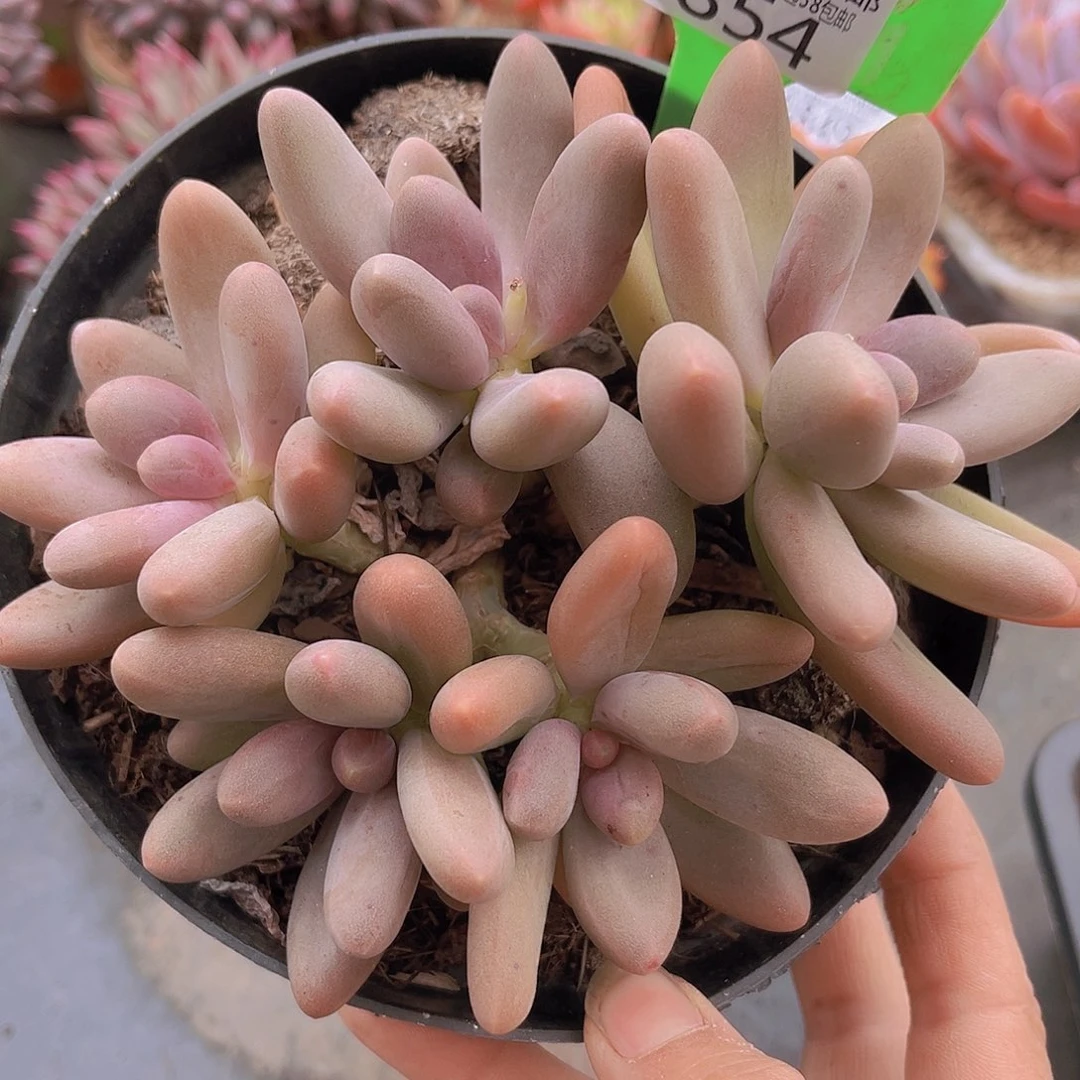 3854糖果美人多肉植物