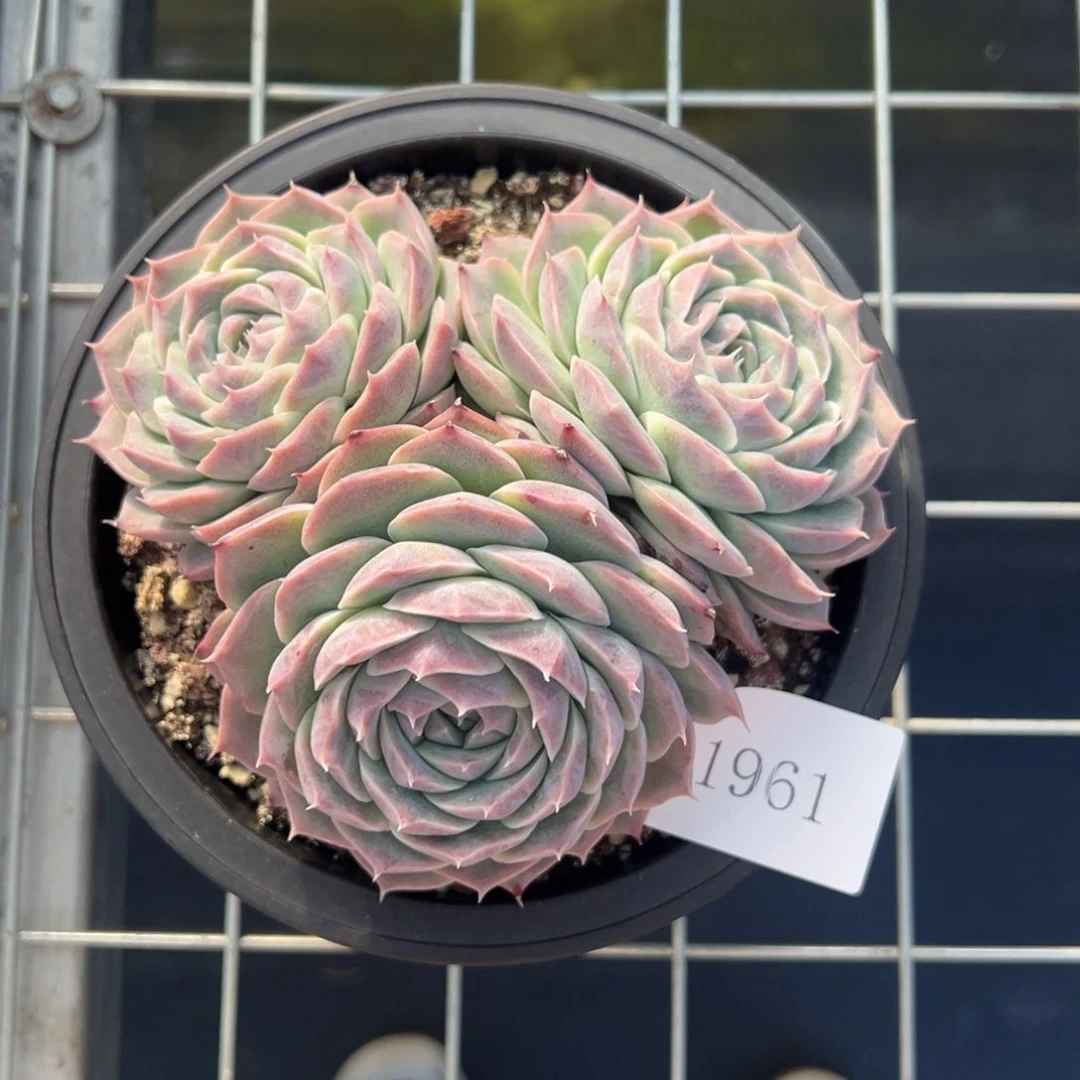 一***L1961不包整肉肉肉肉肉肉