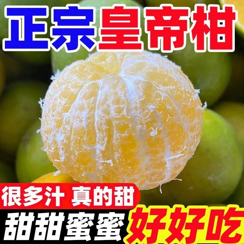 正宗广东皇帝柑当季新鲜水果贡柑整箱柑橘薄皮批发橘子桔子大果