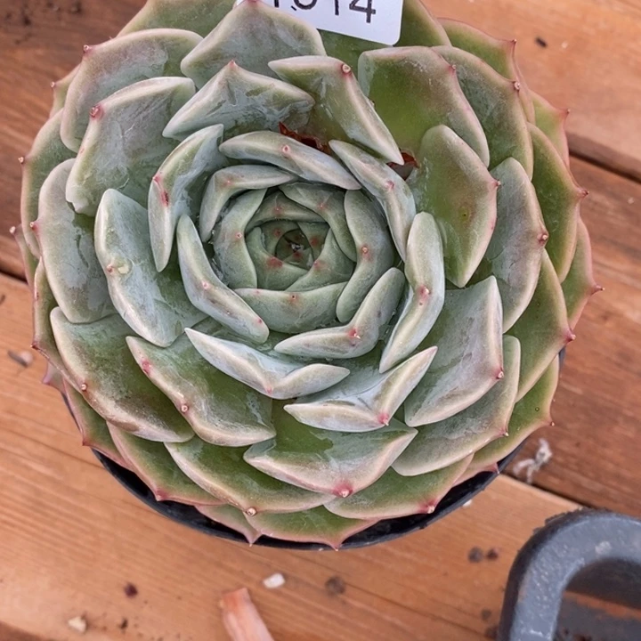 倾***8精品多肉植物1914