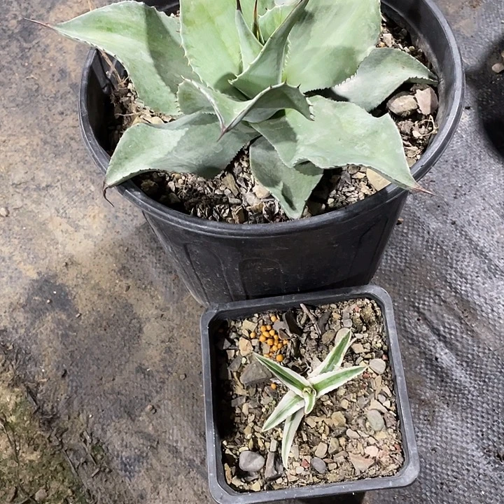 贺***萄无花朵龙头舌兰绿色