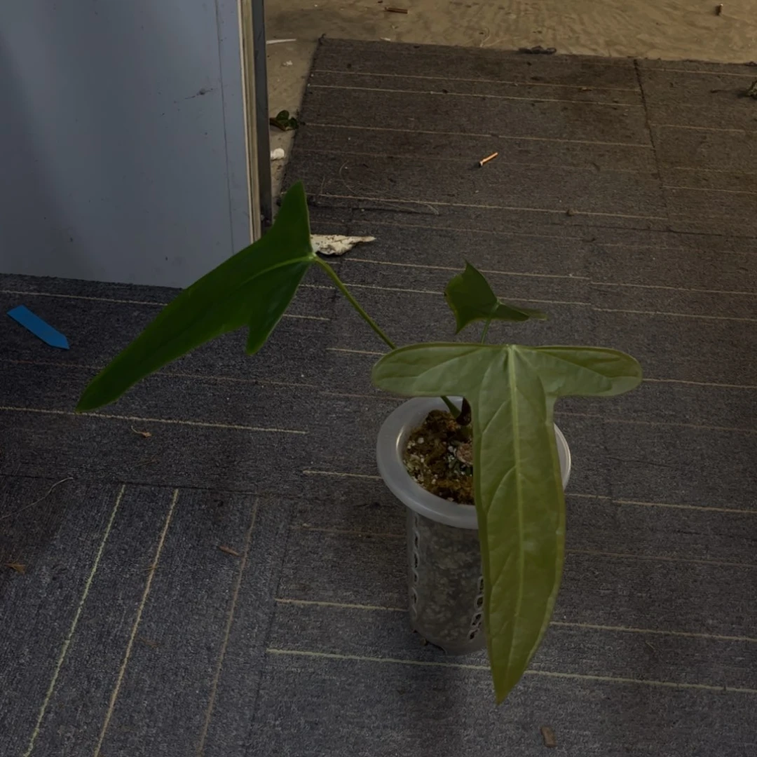 无花朵平克力3679