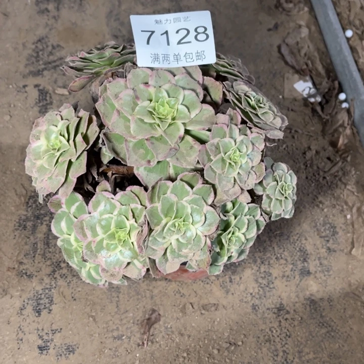 7128万花筒的人多肉的