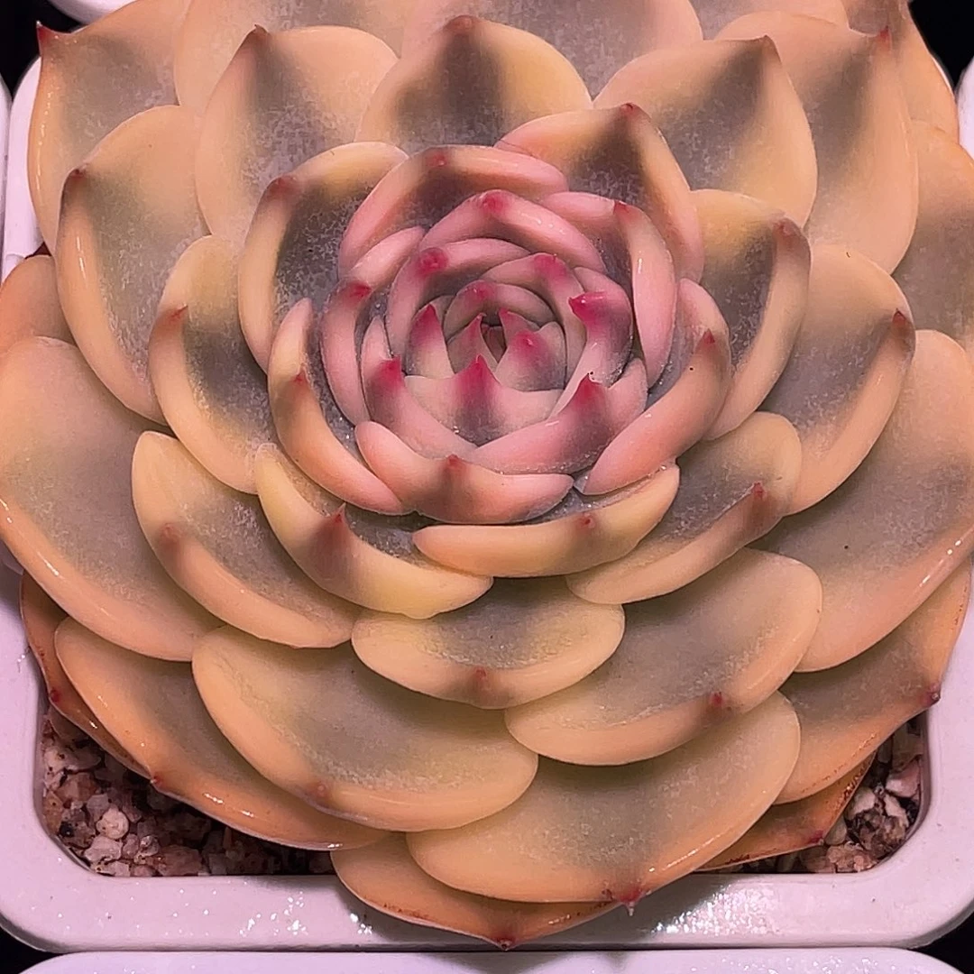 尚品园艺独家出品钢铁心锦