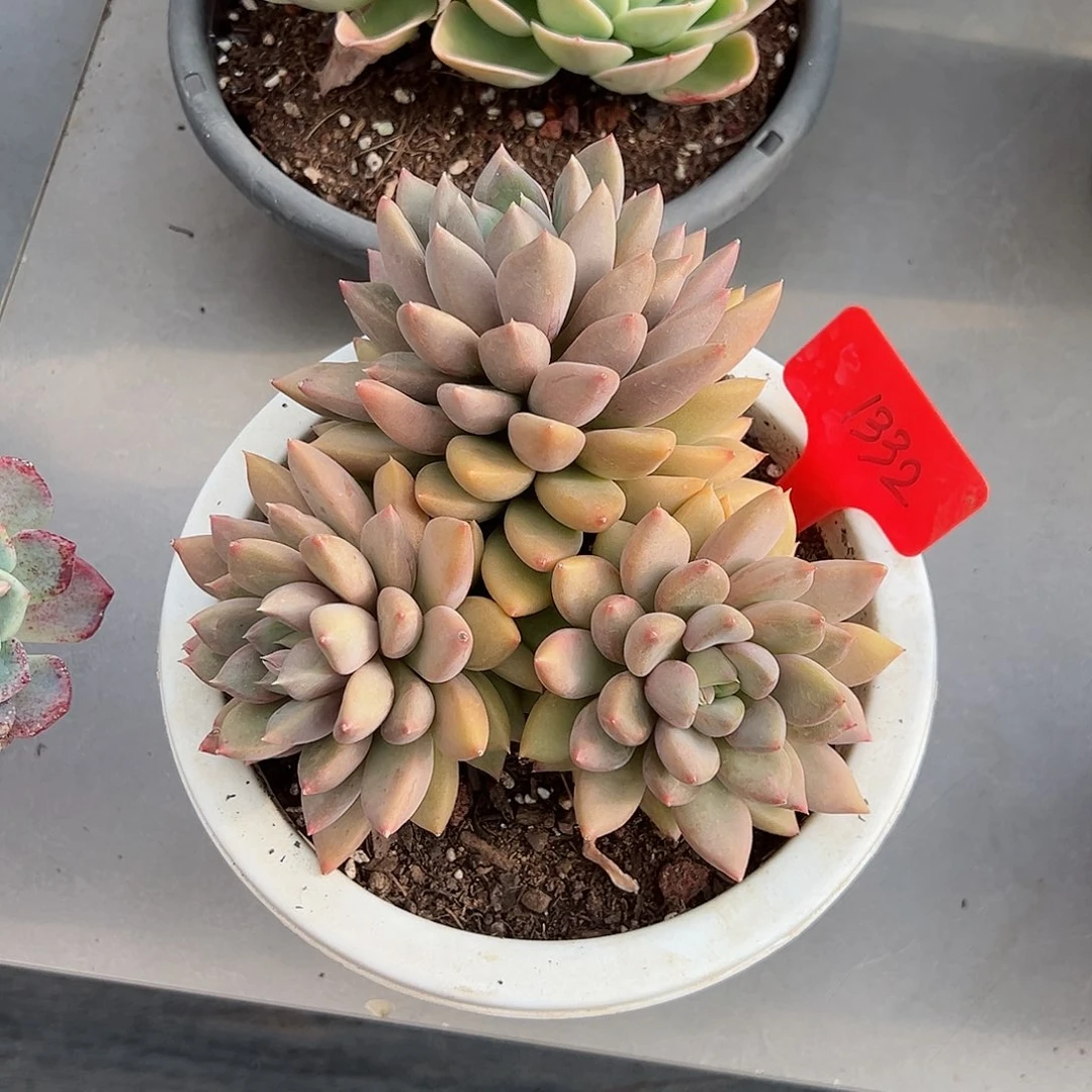 用****11332象牙多肉植物