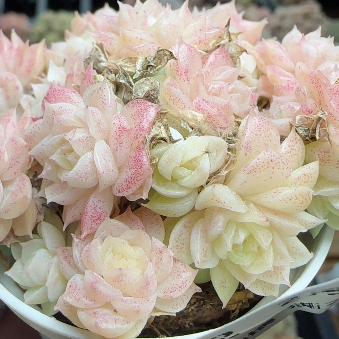 花语逸镜0224-482散