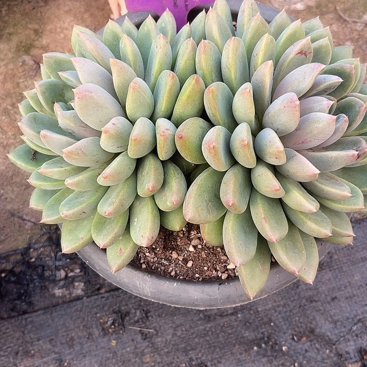 两单包邮，一物一拍红象牙91