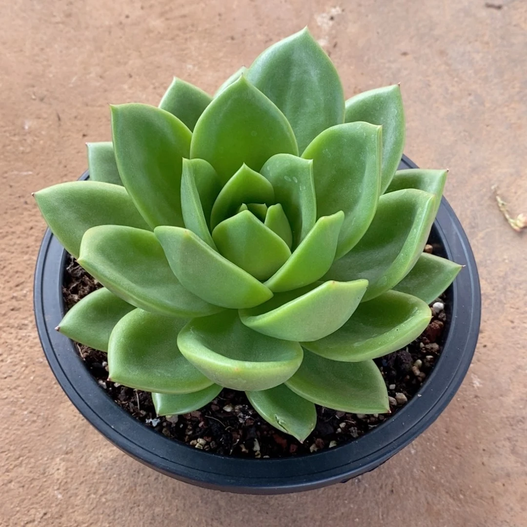 夏**风福利特价翠花小规格