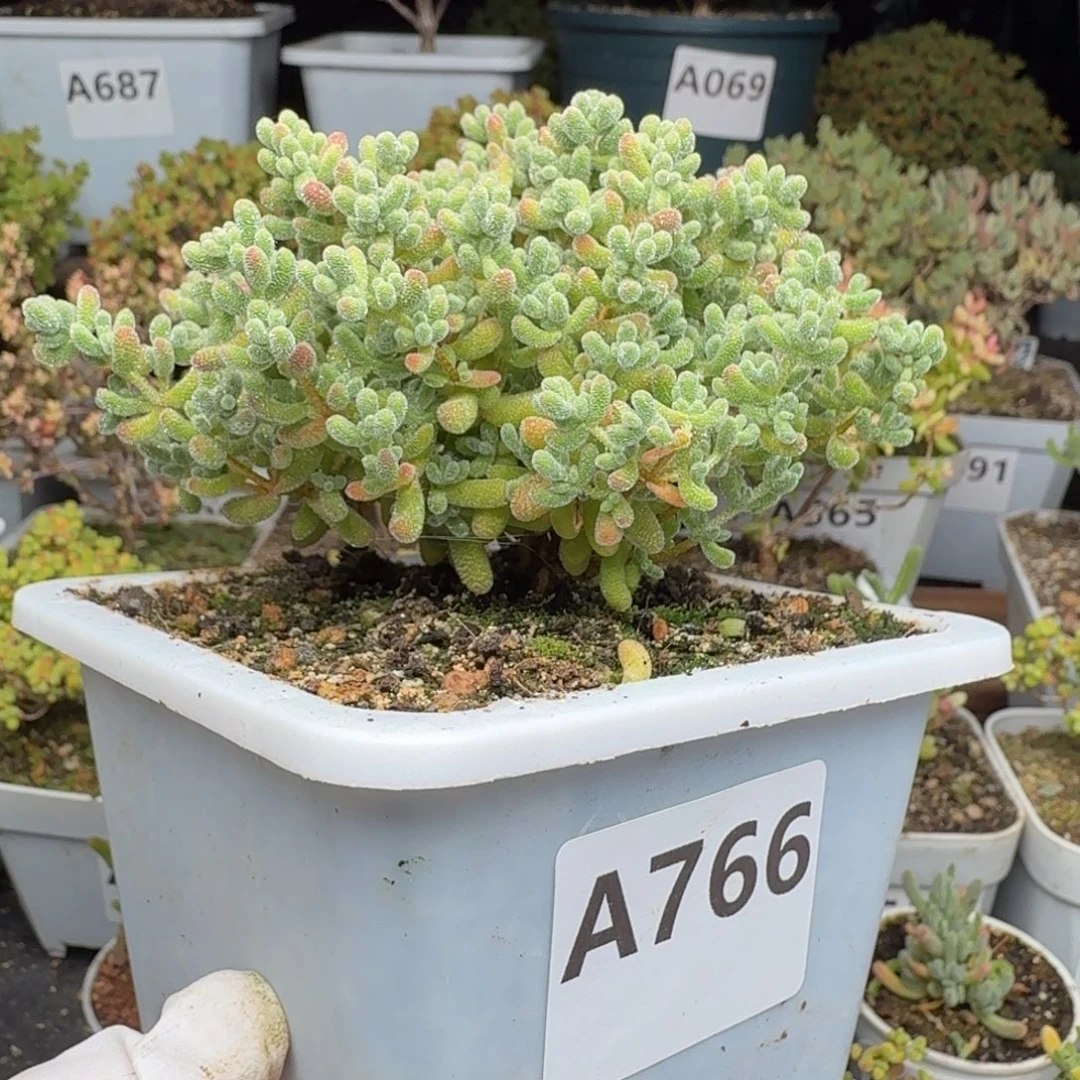 A766冰晶枝干一物一拍