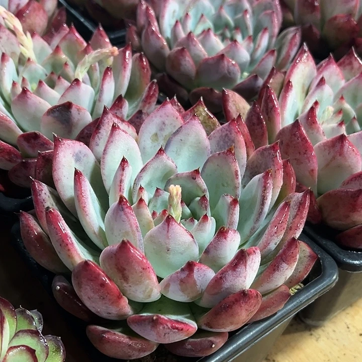 精品大红拉糖多肉植物