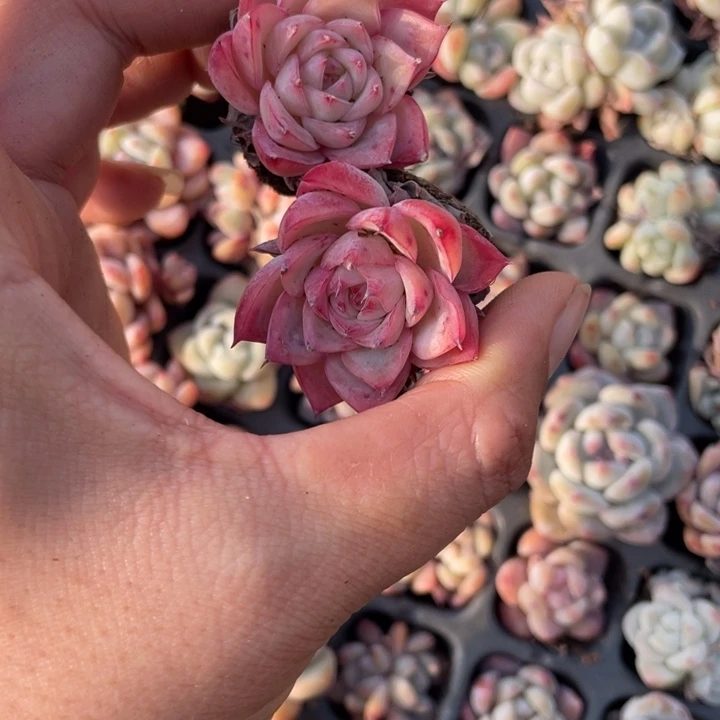 嘟****s粉水晶2颗专拍