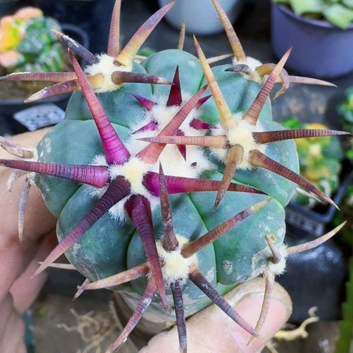 福利苗接花王014