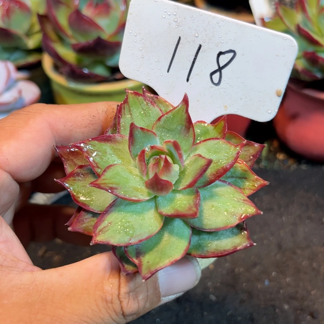 惊鸿一瞥多肉植物118