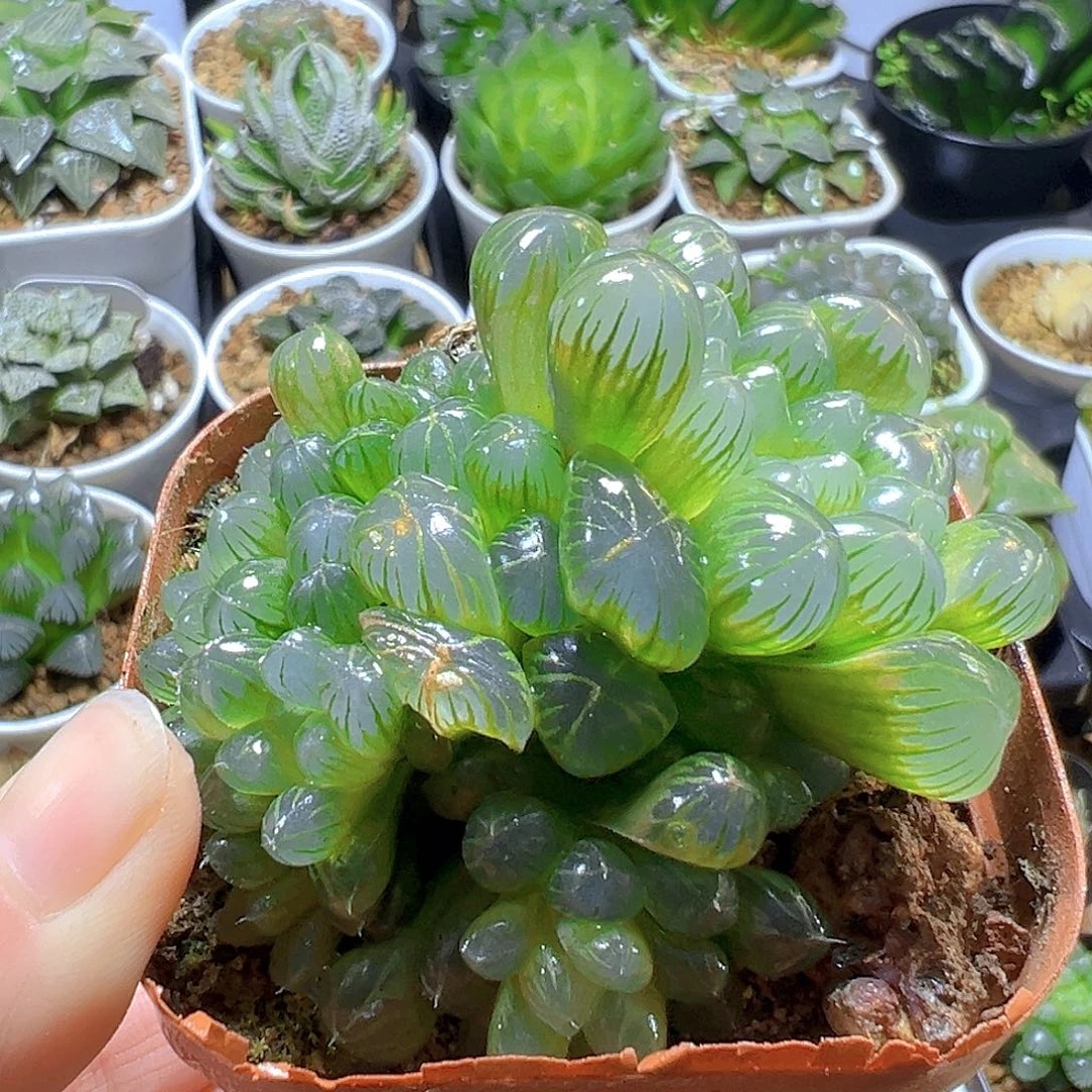 红盆孙氏宝崽玉露多肉一颗