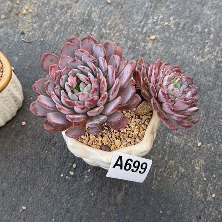 大***语A699玛瑙一物一拍9.9