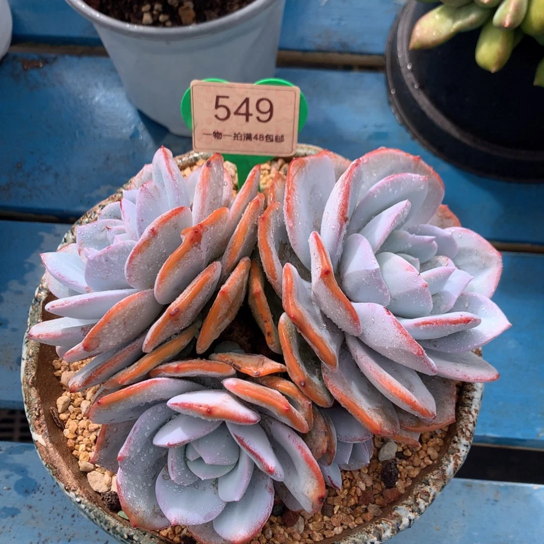 韩版奶茶老桩无砍549