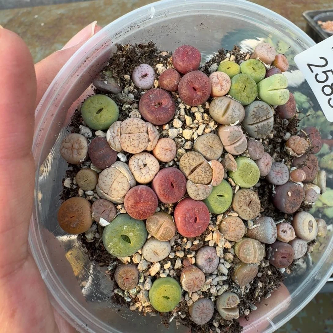 2585。 彩混一大盒