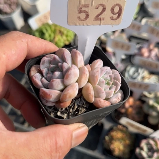 529恩宠一物一拍多肉