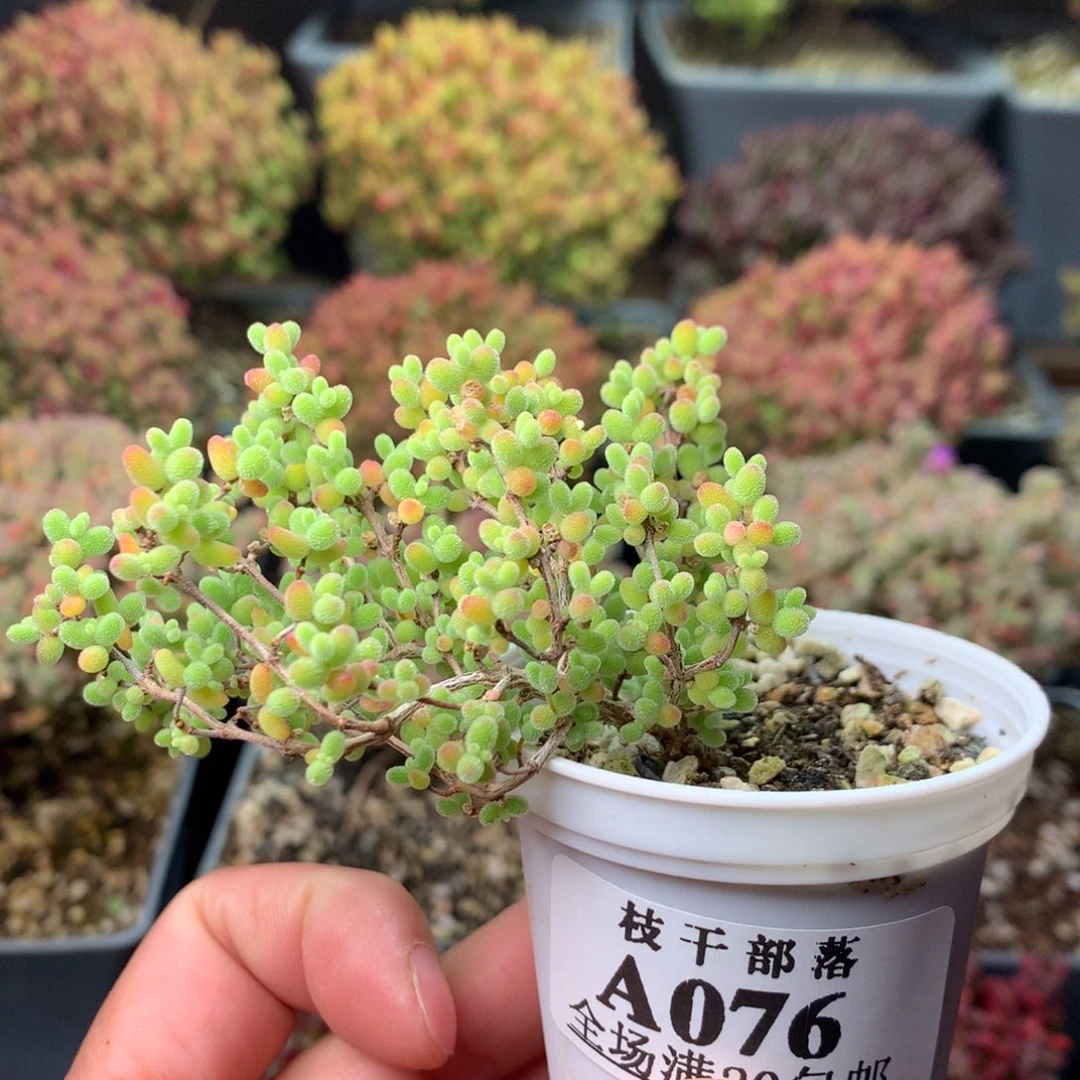 076蜜橘糖球 。
