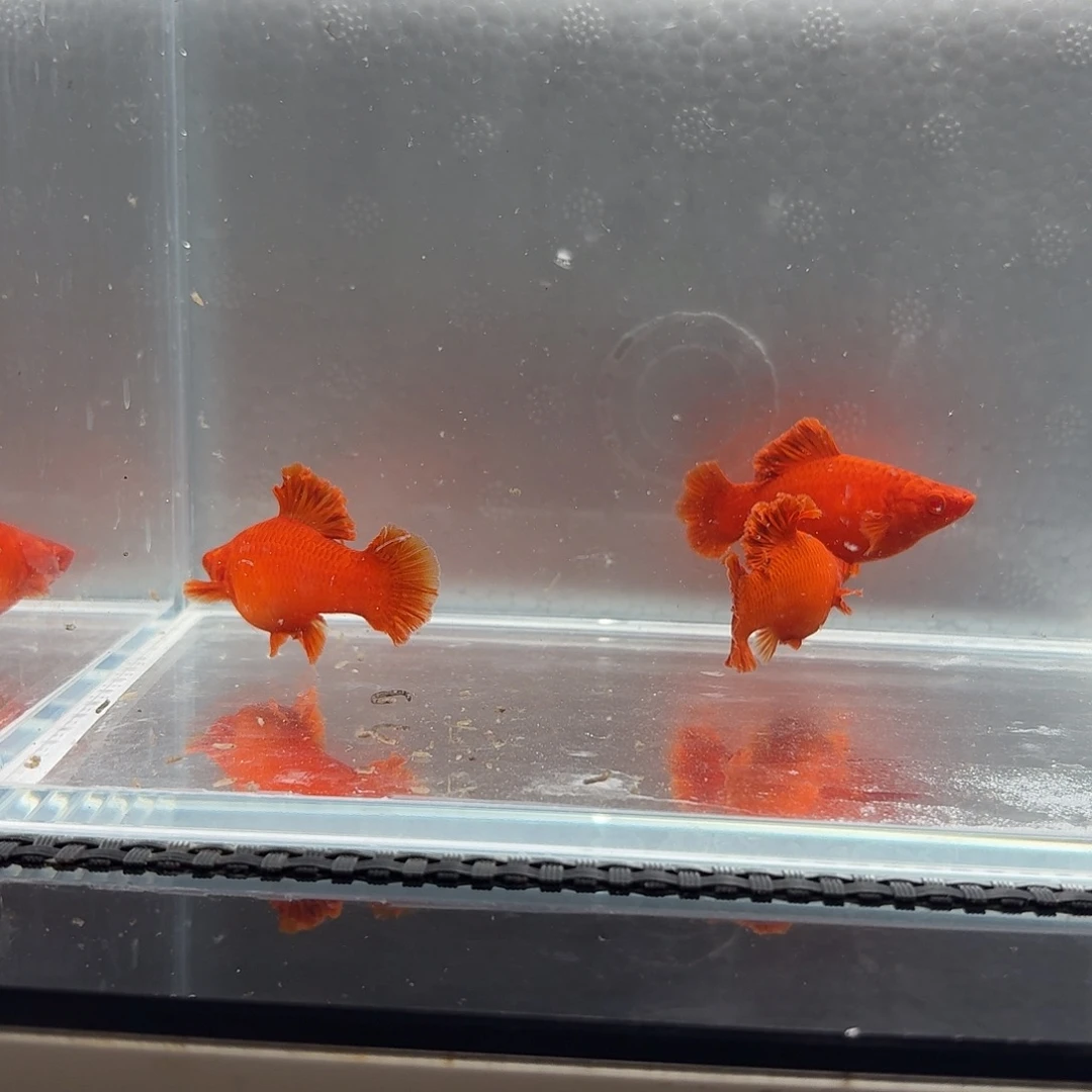 你***4海水鱼半月尾红箭鱼3母
