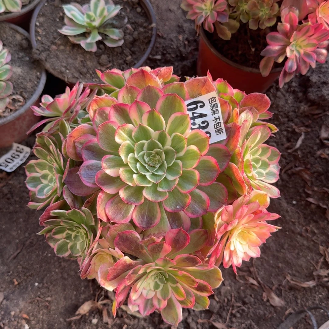 法师丘比特6438 19-32