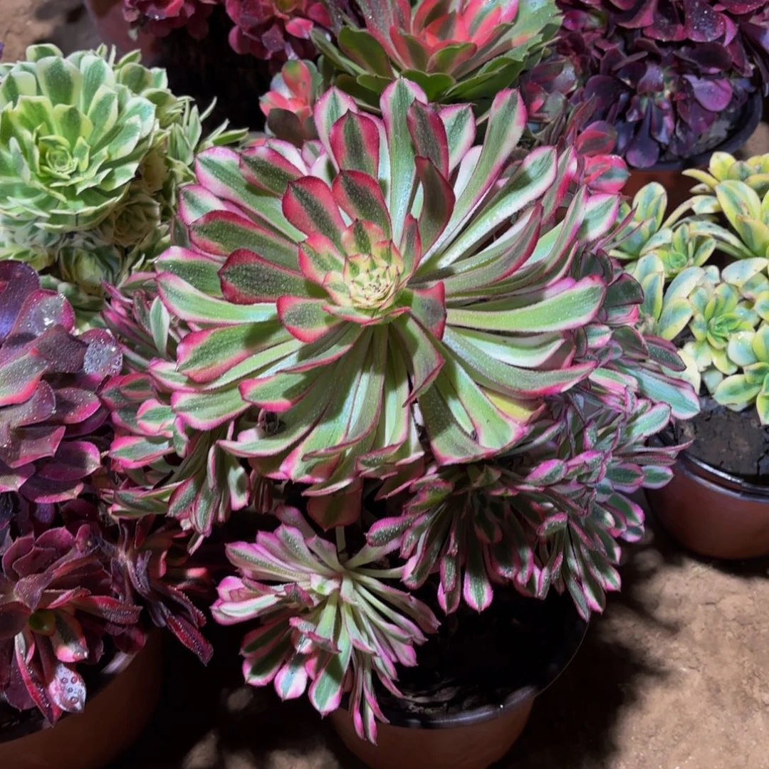 红铜白手捧12.8多肉植物