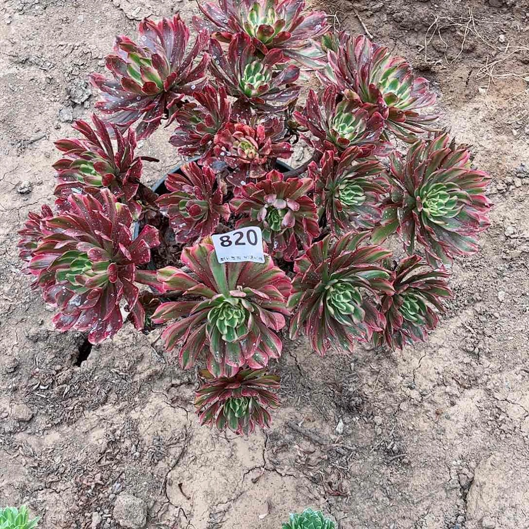 无花朵n*n多肉植物820